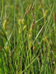 Carex vesicaria
