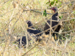 Pternistis swainsonii swainsonii