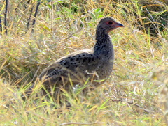 Pternistis swainsonii swainsonii