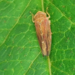Idiodonus cruentatus