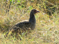 Pternistis swainsonii swainsonii