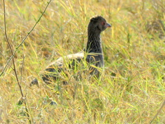 Pternistis swainsonii swainsonii
