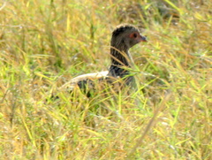 Pternistis swainsonii swainsonii