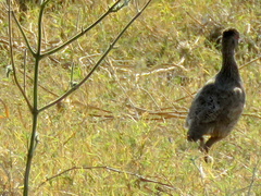 Pternistis swainsonii swainsonii