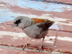 Junco hyemalis dorsalis