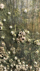 Amphibalanus amphitrite