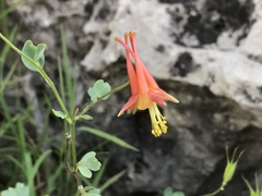 Aquilegia desertorum