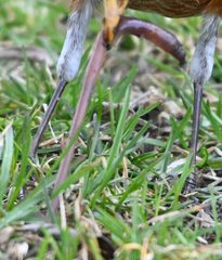 Lumbricus