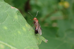 Camponotus nicobarensis