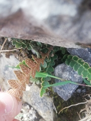 Asplenium ceterach