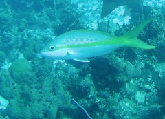 Ocyurus chrysurus