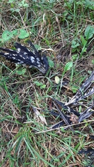 Dendrocopos major