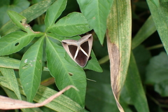 Chalciope mygdon