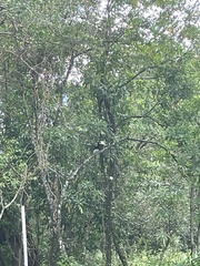 Anthracoceros albirostris