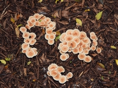 Gymnopus brassicolens