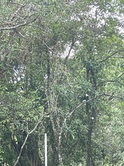 Anthracoceros albirostris