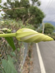 Ipomoea alba