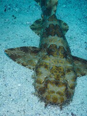 Orectolobus halei