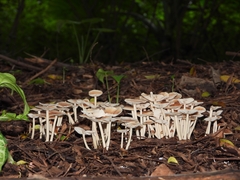 Gymnopus brassicolens