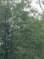 Anthracoceros albirostris