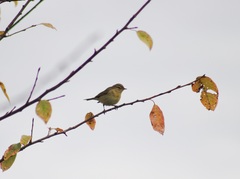 Phylloscopus trochilus