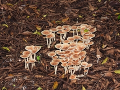 Gymnopus brassicolens