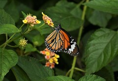 Danaus genutia