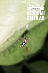 Culicidae