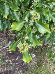 Hedera helix