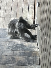 Trachypithecus cristatus