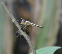 Neurothemis tullia