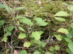 Circaea