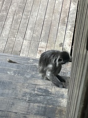 Trachypithecus cristatus
