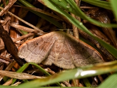 Idaea degeneraria
