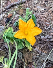 Cucurbita moschata