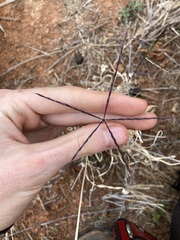 Enteropogon ramosus