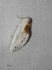 Cilix glaucata