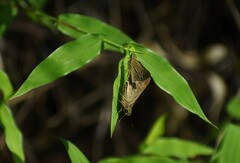 Borbo cinnara