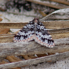 Dichromodes disputata