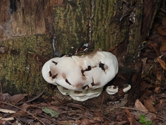 Fuscopostia fragilis