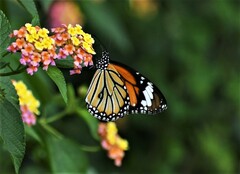 Danaus genutia