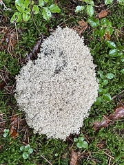 Cladonia portentosa