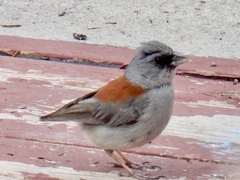 Junco hyemalis dorsalis