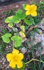 Cucurbita moschata