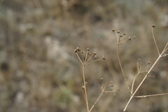 Trinia hispida