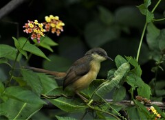 Prinia socialis