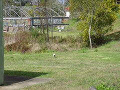 Threskiornis molucca