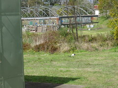 Threskiornis molucca