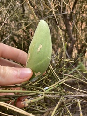 Leichhardtia australis