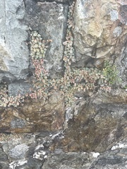 Sedum dasyphyllum